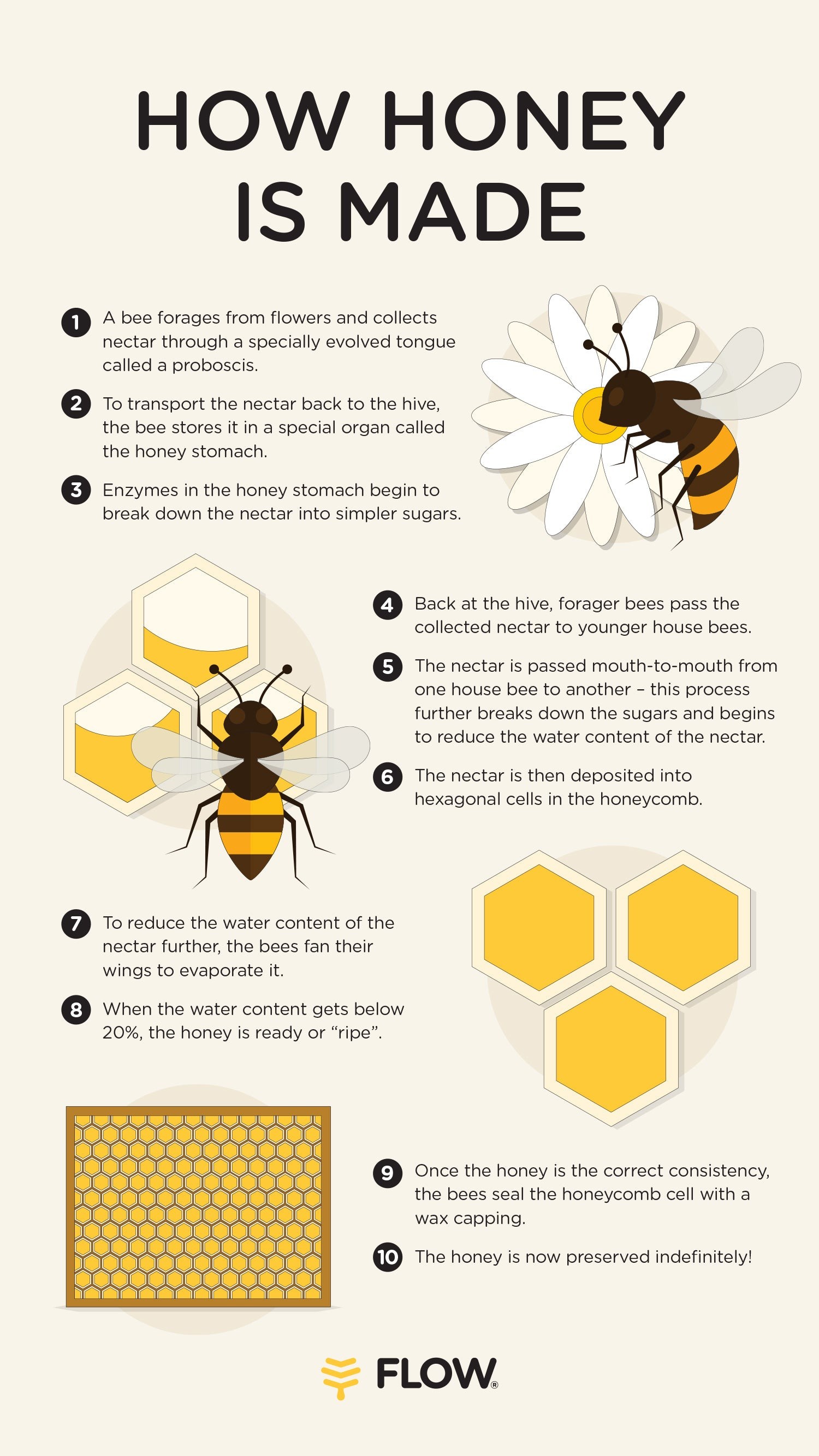 Bees collect nectar from flowers, storing it in their honey sac for conversion into honey.