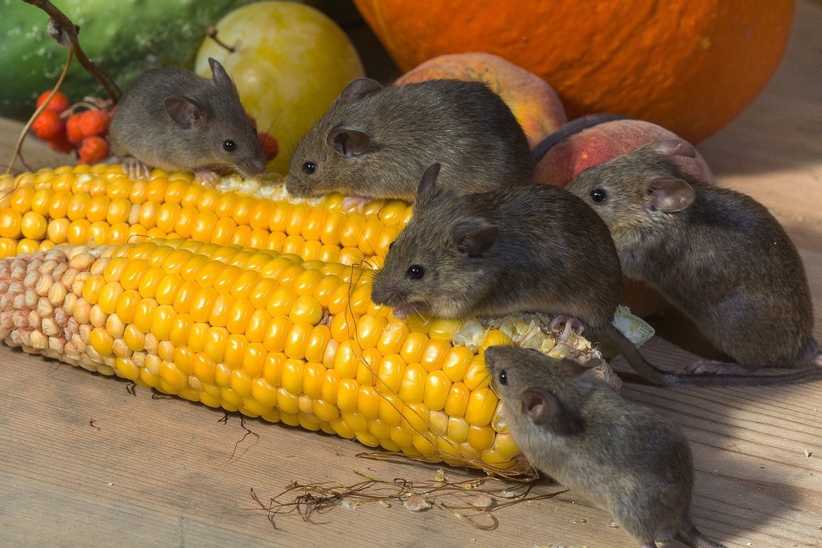 Mice in a Kitchen Eating Corn