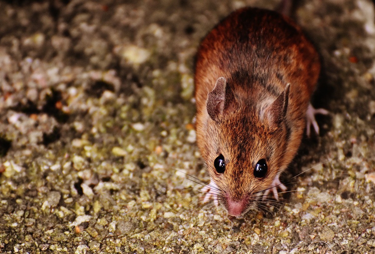 Close Look of a Mouse
