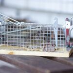 Mouse in a Live Trap