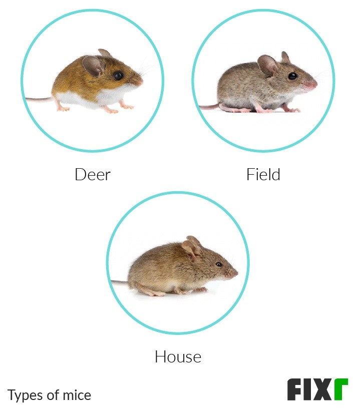Types of Mice on a House (mobile)