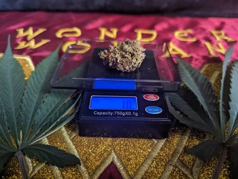 A small amount of cannabis on a scale