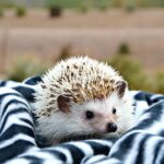 Hedgehogs need mental stimulation to stay happy and healthy. Investing in toys and enrichment items is crucial.