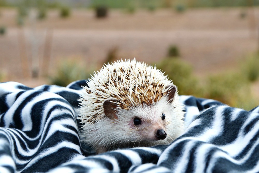 Hedgehogs need mental stimulation to stay happy and healthy. Investing in toys and enrichment items is crucial.