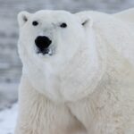 Polar Bear on Ice