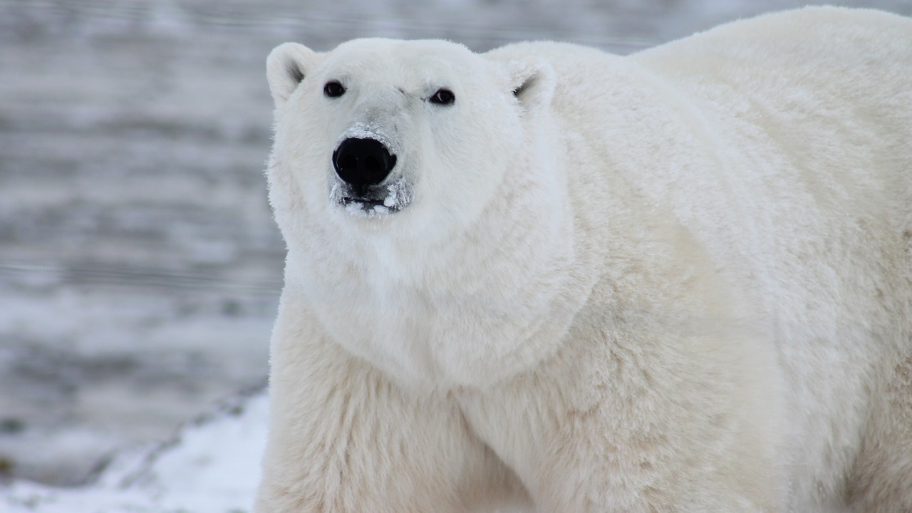 Polar Bear on Ice