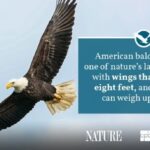 Female Bald Eagle Size Comparison