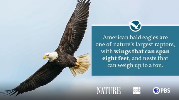 Female Bald Eagle Size Comparison