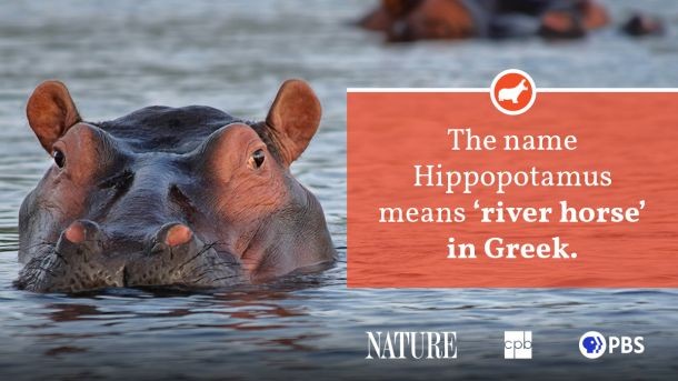 A side view of a hippopotamus standing, highlighting its rotund body and size relative to its surroundings