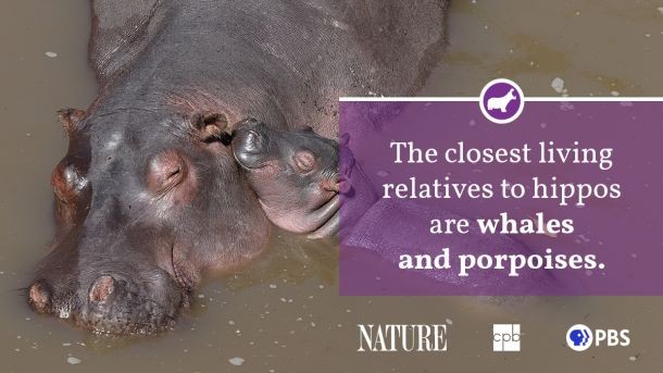 A young hippopotamus calf with its mother, symbolizing the importance of conservation efforts for future generations