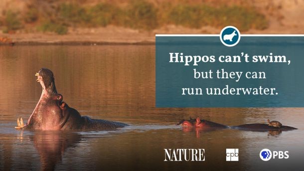 A hippopotamus standing in a field, highlighting the potential for human-wildlife conflict as habitats overlap