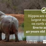 Two hippopotamuses swimming in a river, their backs above the water, showcasing their large size and the aquatic environment they inhabit