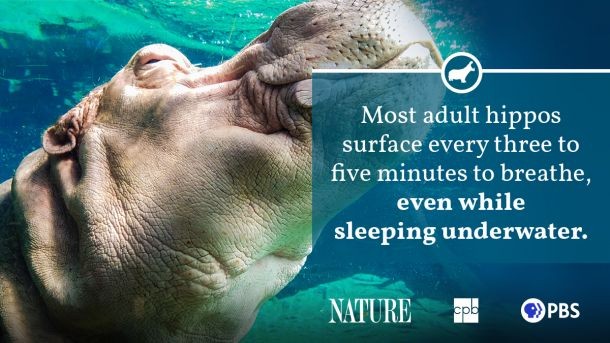 A group of hippopotamuses resting in a river, demonstrating their social behavior and dependence on aquatic habitats