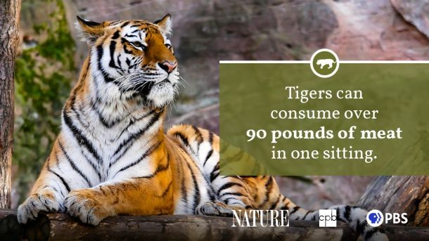 Tiger Walking Through Tall Grass