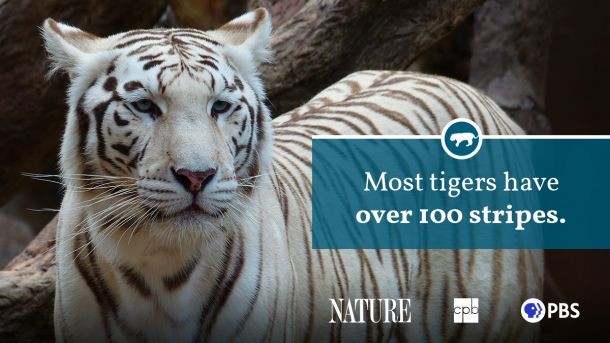 Siberian Tiger Resting