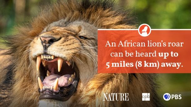 A group of African lions in their natural habitat
