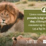 Male Lion with Mane