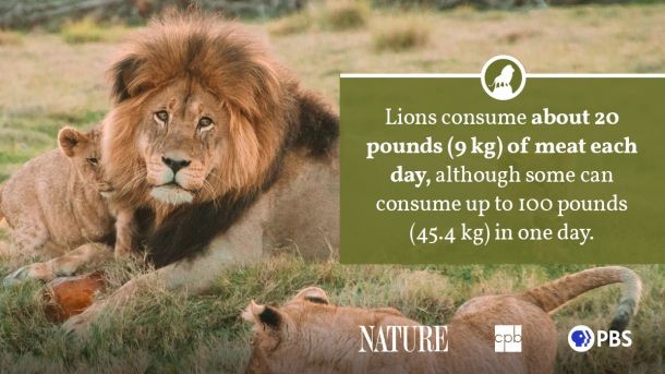 Male Lion with Mane