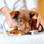 Dog getting a rabies shot