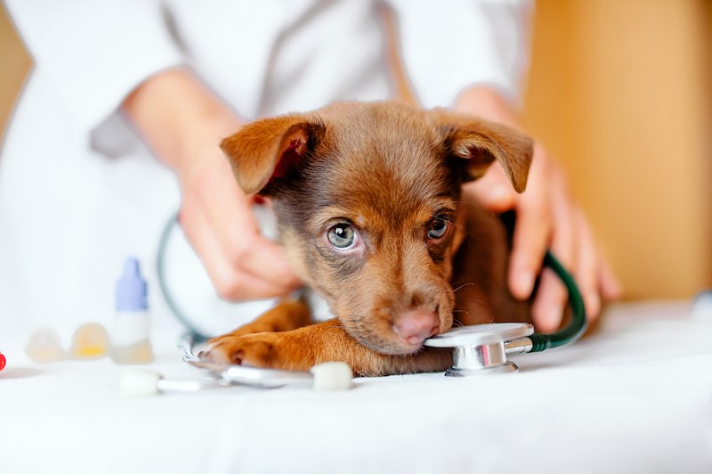 Dog getting a rabies shot