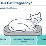 Pregnant cat belly