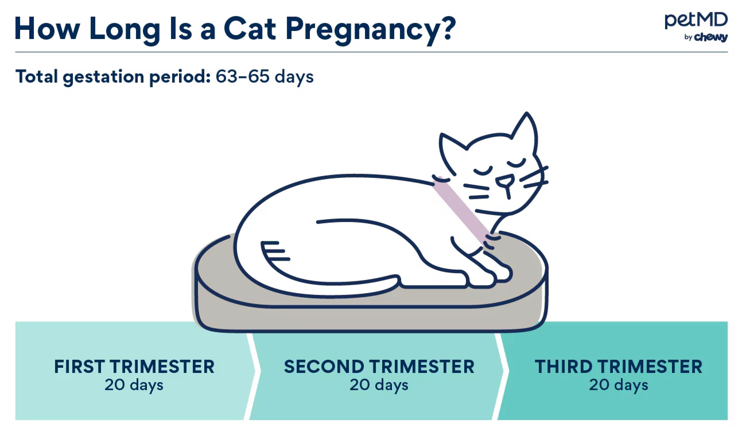 Pregnant cat belly
