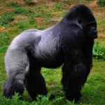 Silverback gorilla with mountain gorilla