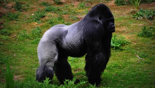 Silverback gorilla with mountain gorilla