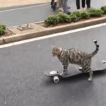 Bengal Cat on Cat Wheel