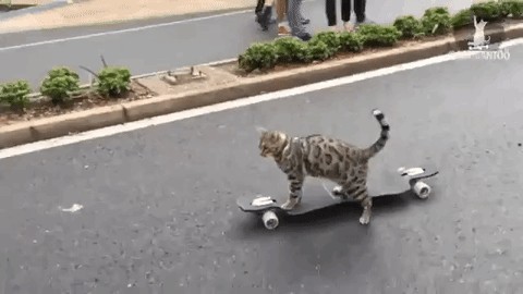 Bengal Cat on Cat Wheel