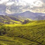 chai fields