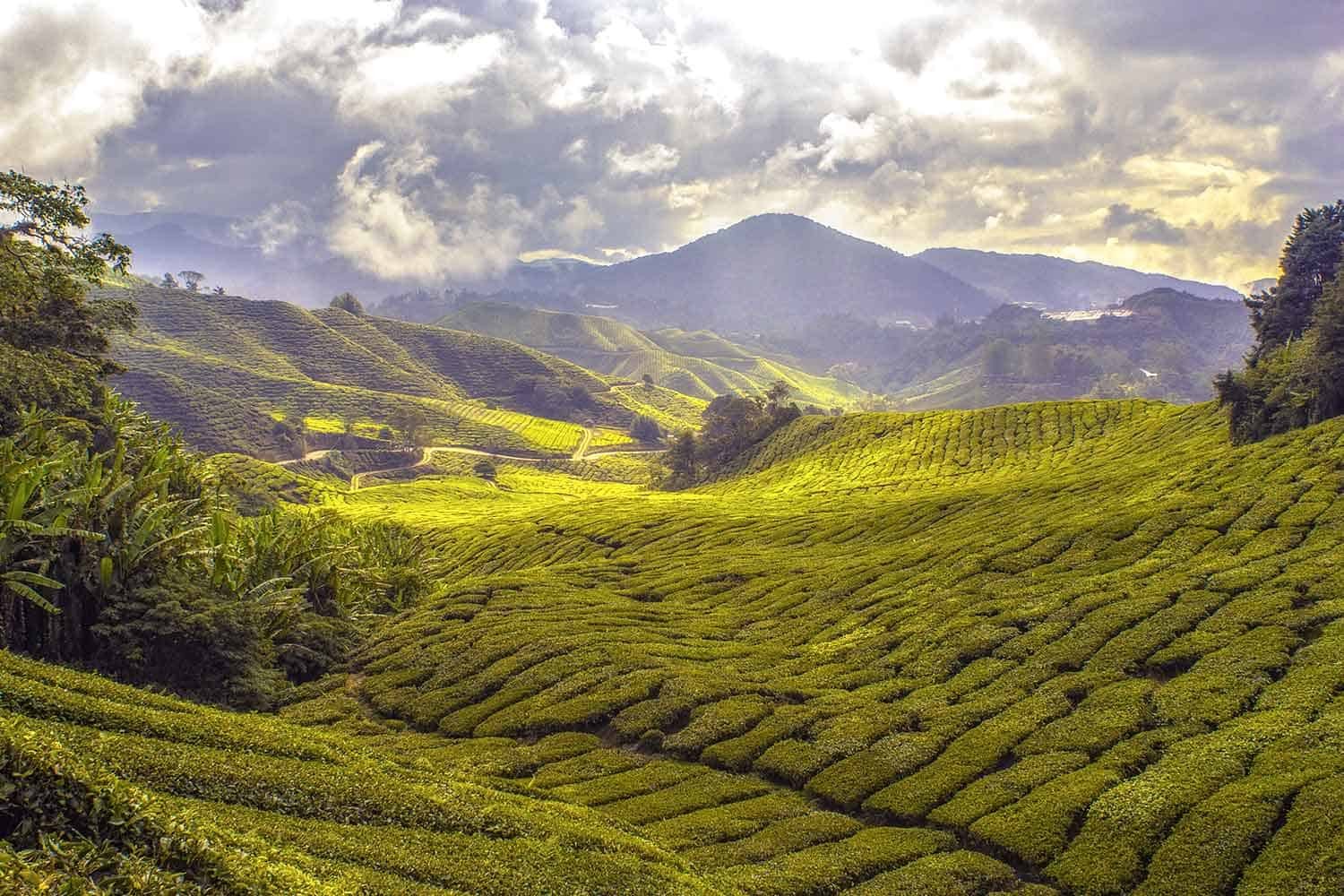 chai fields
