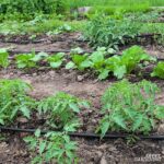 Watering tomato plants with a soaker hose