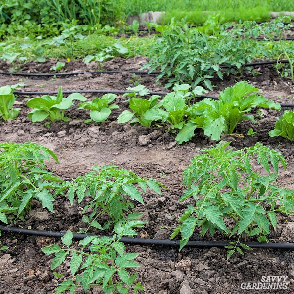 Watering tomato plants with a soaker hose
