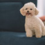 small white toy poodle sitting on a chair