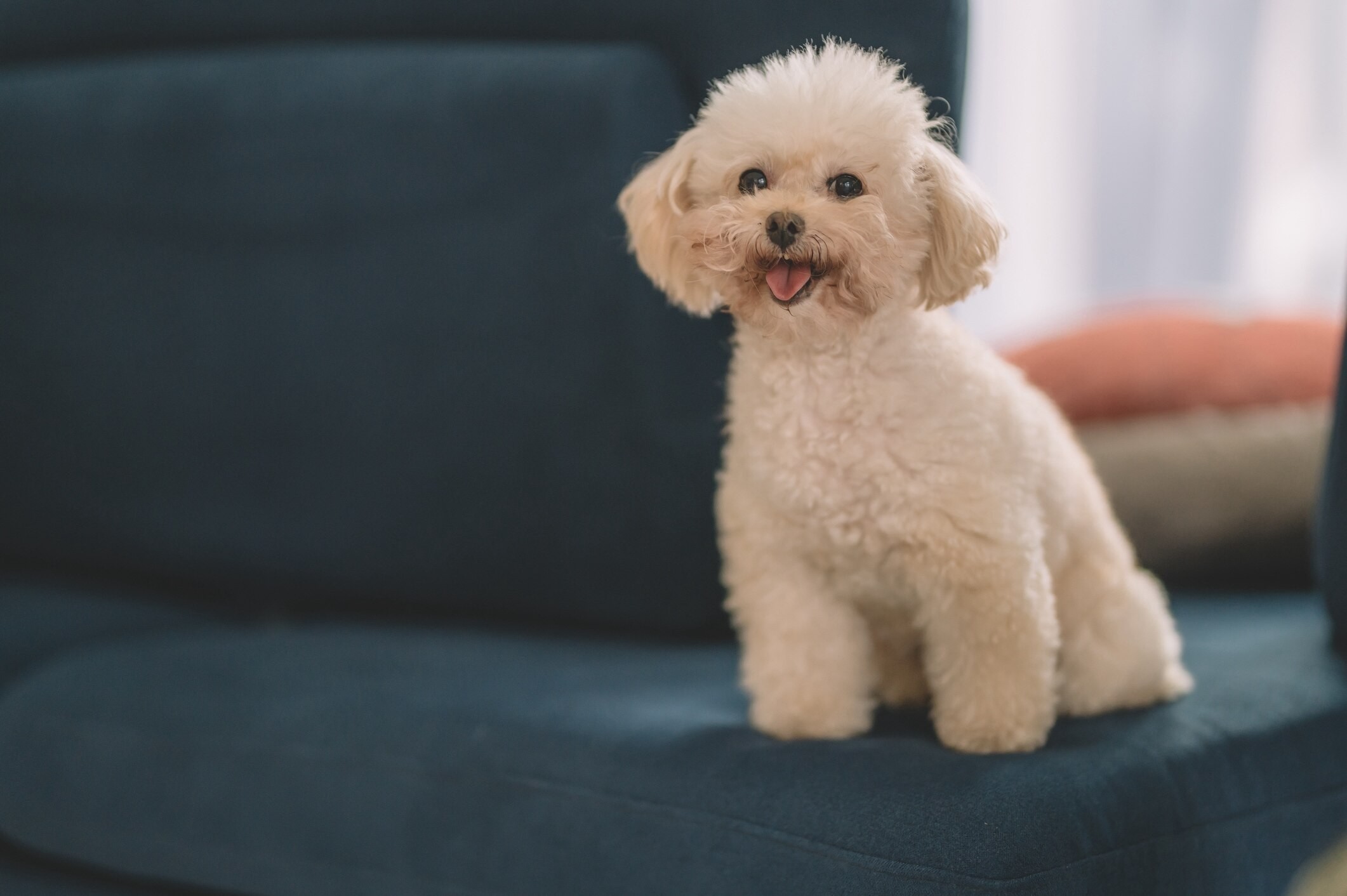small white toy poodle sitting on a chair