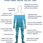 Illustration of water regulating body temperature through sweating