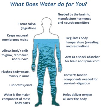 Graphic showing what water is for in a human body.